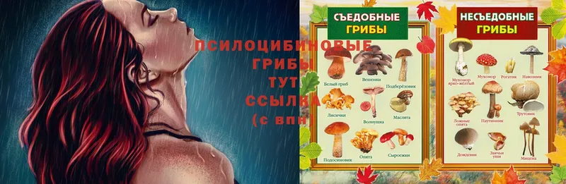 Псилоцибиновые грибы мицелий  где продают наркотики  Пятигорск 